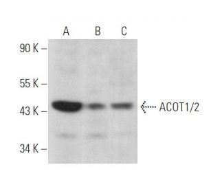 ACOT1/2 Antibody (F-6) - Western Blotting - Image 374019 