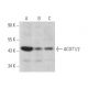 ACOT1/2 Antibody (F-6) - Western Blotting - Image 374019 