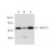 ACOT11 Antibody (D-4) - Western Blotting - Image 308186 