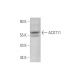 ACOT11 Antibody (D-4) - Western Blotting - Image 349112