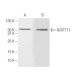 ACOT11 Antibody (J4B2) - Western Blotting - Image 62764