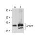 ACOT7 Antibody (B-4) - Western Blotting - Image 157843