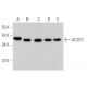 ACOT7 Antibody (B-4) - Western Blotting - Image 366045 
