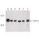 ACOT7 Antibody (B-4) - Western Blotting - Image 400386 