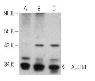 ACOT8 Antibody (C-3) - Western Blotting - Image 366207 