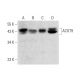 ACOT9 Antibody (G-6) - Western Blotting - Image 318530 