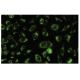 ACOT9 Antibody (O59) - Immunofluorescence - Image 35582