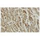 ACOT9 Antibody (O59) - Immunohistochemistry - Image 36044 