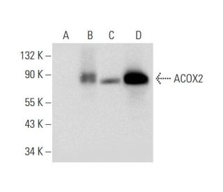 ACOX2 Antibody (A-7) - Western Blotting - Image 318407 