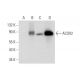 ACOX2 Antibody (A-7) - Western Blotting - Image 318407 