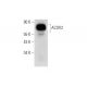 ACOX2 Antibody (D-10) - Western Blotting - Image 318463 