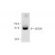 ACOX3 Antibody (H-1) - Western Blotting - Image 288999