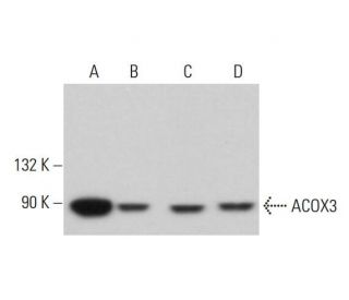 ACOX3 Antibody (H-1) - Western Blotting - Image 381801 