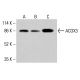 ACOX3-Antikörper (H-1): sc-390624. Western-Blot-Analyse der ACOX3-Expression in HeLa (A), K-562 (B) und HCT-116 (C) Gesamtzelllysaten. Verwendetes Nachweisreagenz: m-IgG Fc BP-HRP: sc-525409.  ACOX3 Antibody (H-1) - Western Blotting - Image 415109