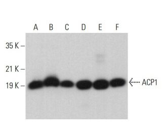 ACP1 Antibody (A-7) - Western Blotting - Image 379831 
