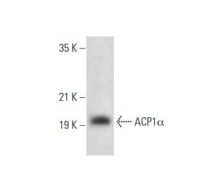 ACP1&alpha; Antibody (G-9) - Western Blotting - Image 304934 