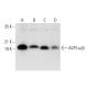 ACP1α/β Antibody (B-2) - Western Blotting - Image 304505