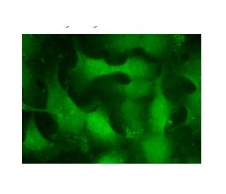 ACP1&alpha;/&beta; Antibody (Q18) - Immunofluorescence - Image 152174 