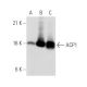 ACP1α/β Antibody (Q18) - Western Blotting - Image 38914