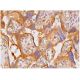 ACP2 Antibody (B-7) - Immunohistochemistry - Image 346185 