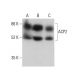 ACP2 Antibody (B-7) - Western Blotting - Image 377098 