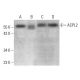 ACPL2 Antibody (H-4) - Western Blotting - Image 376247 