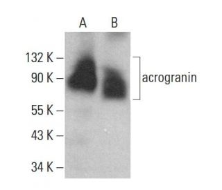 western blotting image from recommended acrogranin (C-11) monoclonal antibody replacement. Image 381361