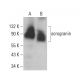 western blotting image from recommended acrogranin (C-11) monoclonal antibody replacement. Image 381361