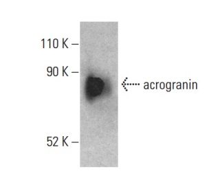acrogranin Antibody (C-11) - Western Blotting - Image 401227