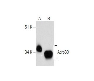 western blotting image from recommended Acrp30 (31) monoclonal antibody replacement. Image 281412