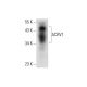 ACRV1 Antibody (A-9) - Western Blotting - Image 305732