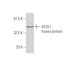 ACSL1 Antibody (3G4) - Western Blotting - Image 348480