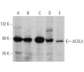 ACSL3 Antibody (H-9) - Western Blotting - Image 360084 