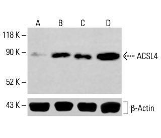 ACSL4 Antibody (A-5) - Western Blotting - Image 414124 