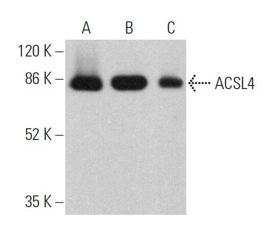 アナーキー腕章 CD41a Mouse anti-Human, APC-H7, Clone: HIP8, BD 50 Tests