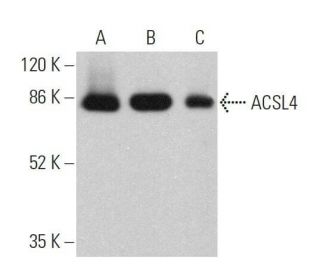 ACSL4 Antibody (F-4) - Western Blotting - Image 359692