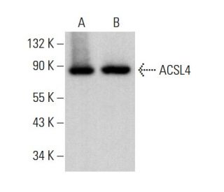 ACSL4 Antibody (A-5) - Western Blotting - Image 380756 