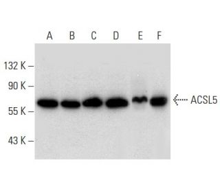 ACSL5 Antibody (A-2) - Western Blotting - Image 303755 