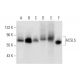 ACSL5 Antibody (E-12) - Western Blotting - Image 303757 