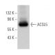 ACSL5 Antibody (E-12) - Western Blotting - Image 365469 