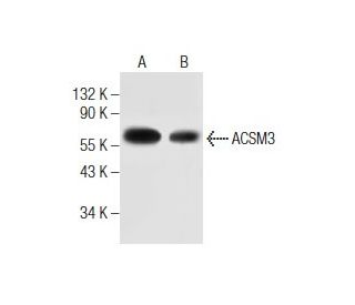 ACSM3 Antibody (G-8) - Western Blotting - Image 281855 