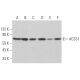 ACSS1 Antibody (A-10) - Western Blotting - Image 365220