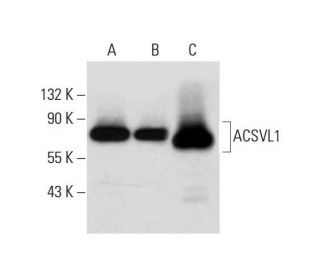 ACSVL1 Antibody (D-7) - Western Blotting - Image 299240 