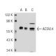 ACSVL4 Antibody (B-5) - Western Blotting - Image 38194