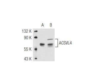 ACSVL4 Antibody (B-5) - Western Blotting - Image 46750 