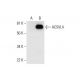 ACSVL4 Antibody (H-6) - Western Blotting - Image 294549 