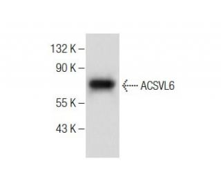 ACSVL6 Antibody (C-8) - Western Blotting - Image 284411