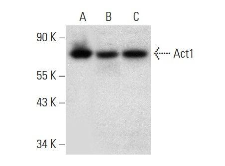 Act1 Antibody (D-11) | SCBT - Santa Cruz Biotechnology