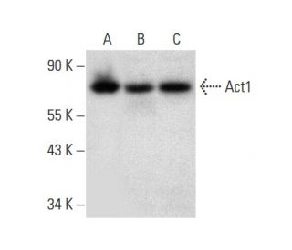 western blotting image from recommended Act1 (D-11) monoclonal antibody replacement. Image 301542