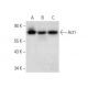 western blotting image from recommended Act1 (D-11) monoclonal antibody replacement. Image 301542
